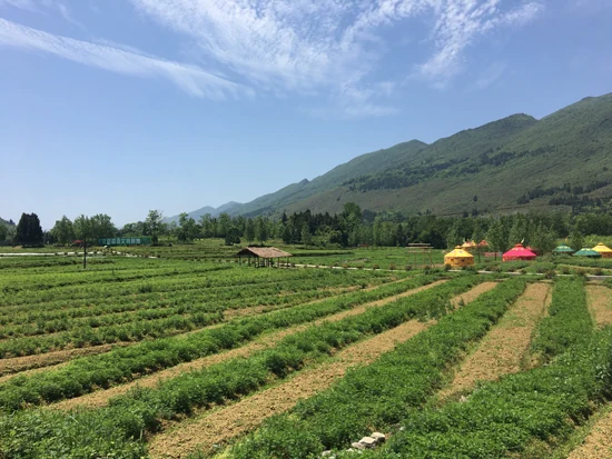 中康联合减肥医学研究院艾蒿应用研究中心——首届中国艾蒿产业大会