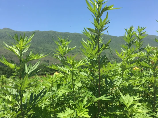 中康联合减肥医学研究院艾蒿应用研究中心——首届中国艾蒿产业大会